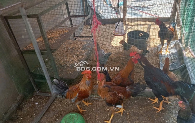 TRỌ! 5 PHÒNG 1 KIOT TÂN AN HỘI CỦ CHI. 200M2, GIÁ BÁN 900TR